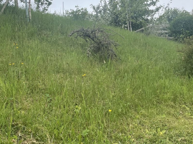 Overgrown garden before clearance