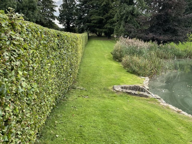 After: estate beech hedge cut flat with lawn corridor