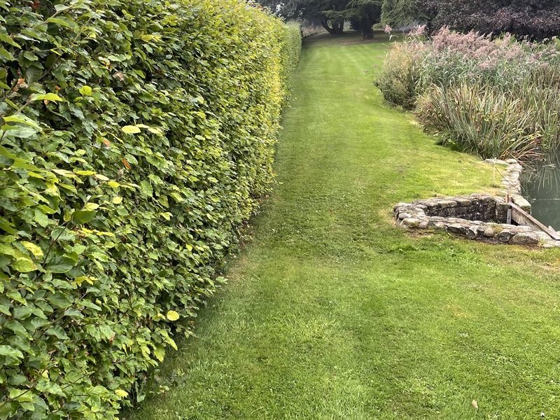 Before: estate beech hedge overgrown