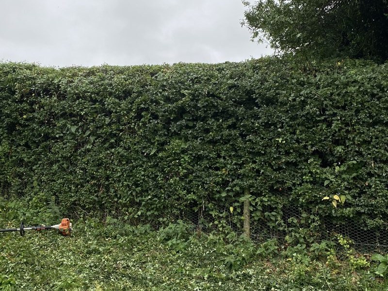 After: boundary hedge cut to flat top