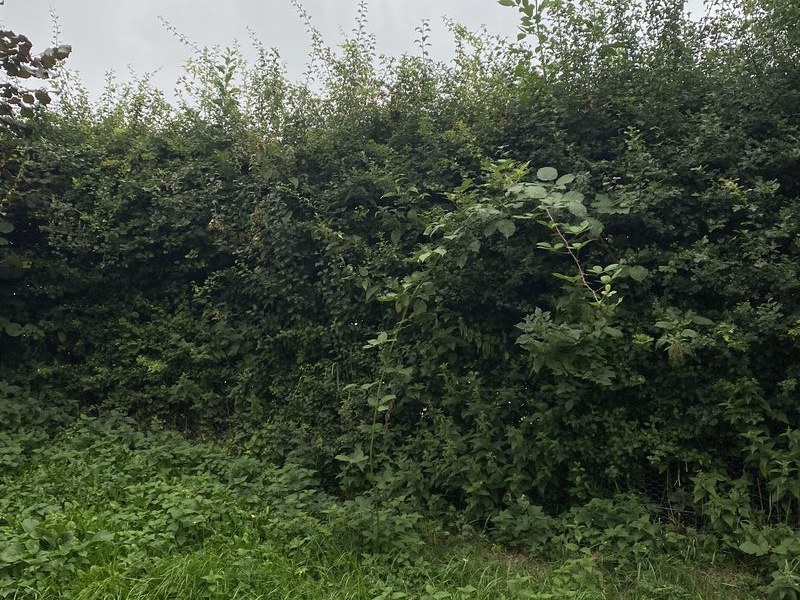 Before: large boundary hedge overgrown