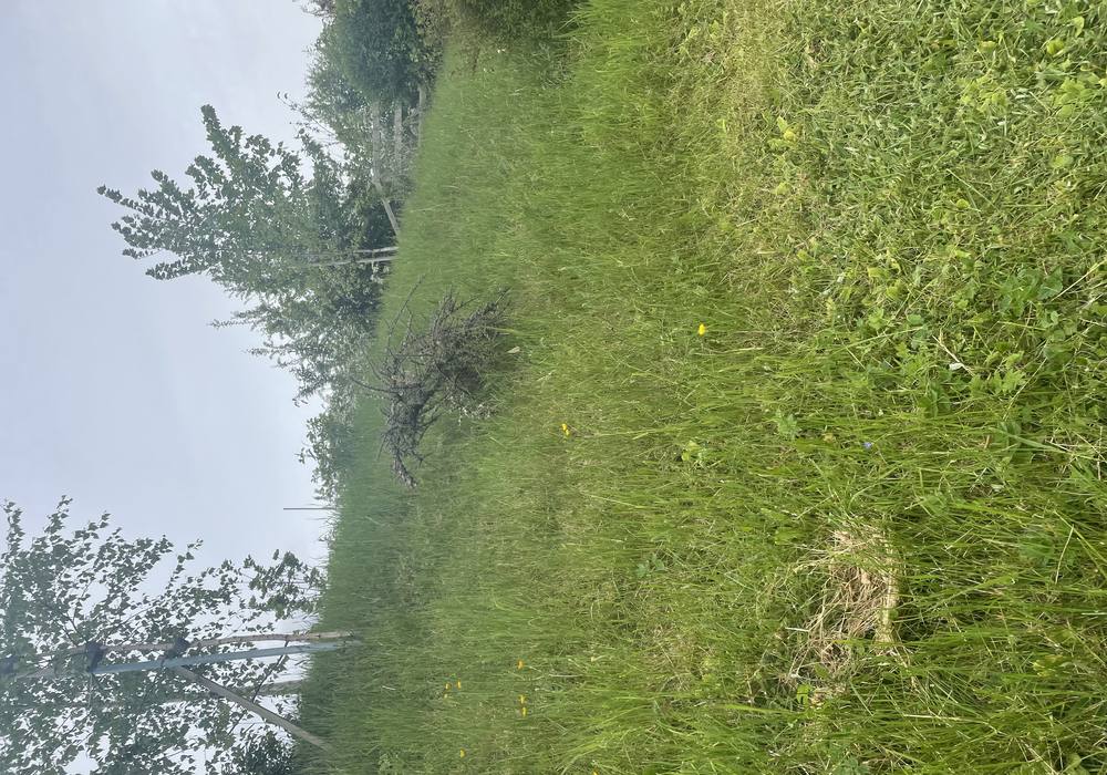 Overgrown garden before clearance — CPW Gardens, Yorkshire