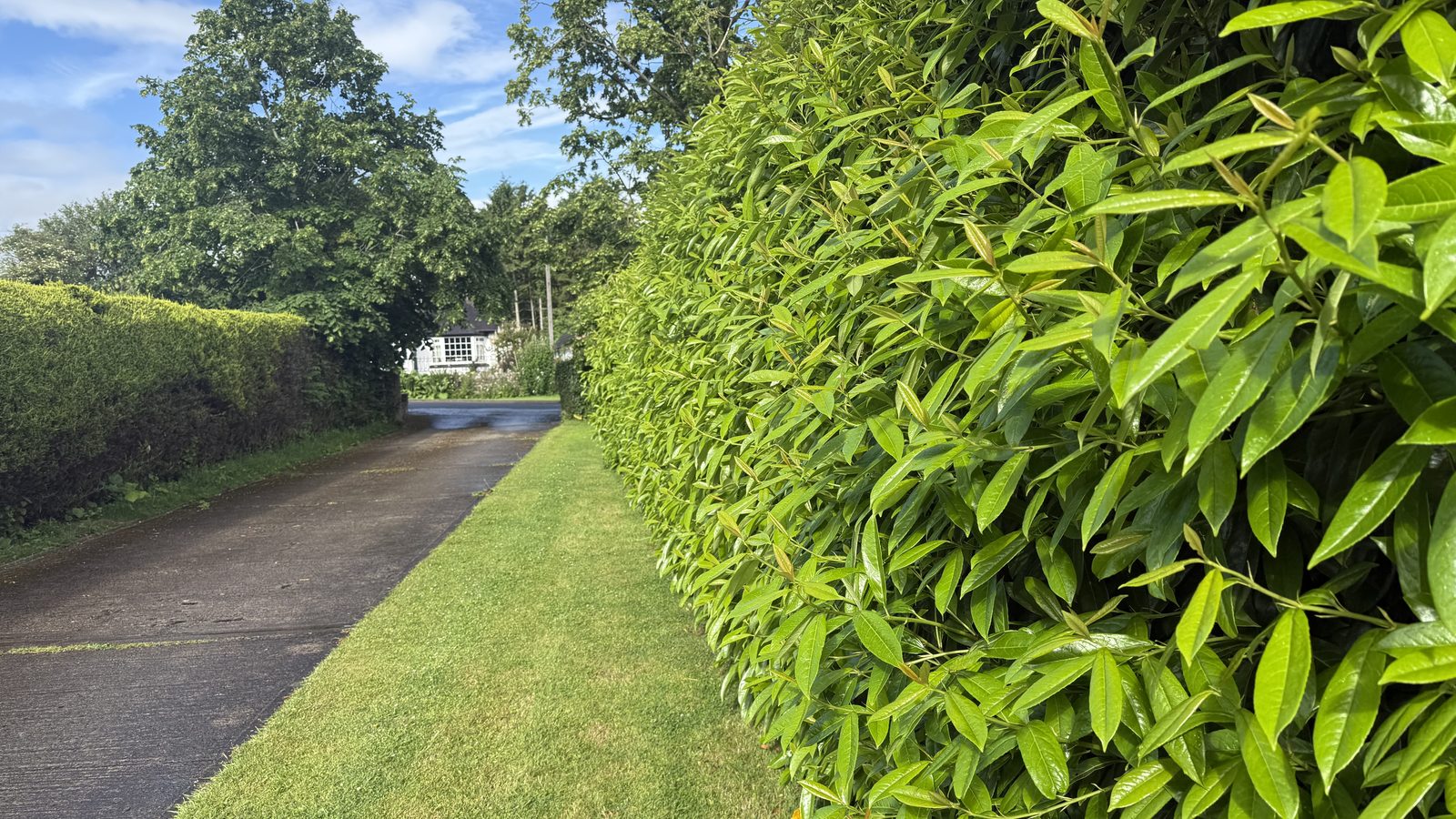 Laurel hedge cut clean along estate driveway, Harrogate