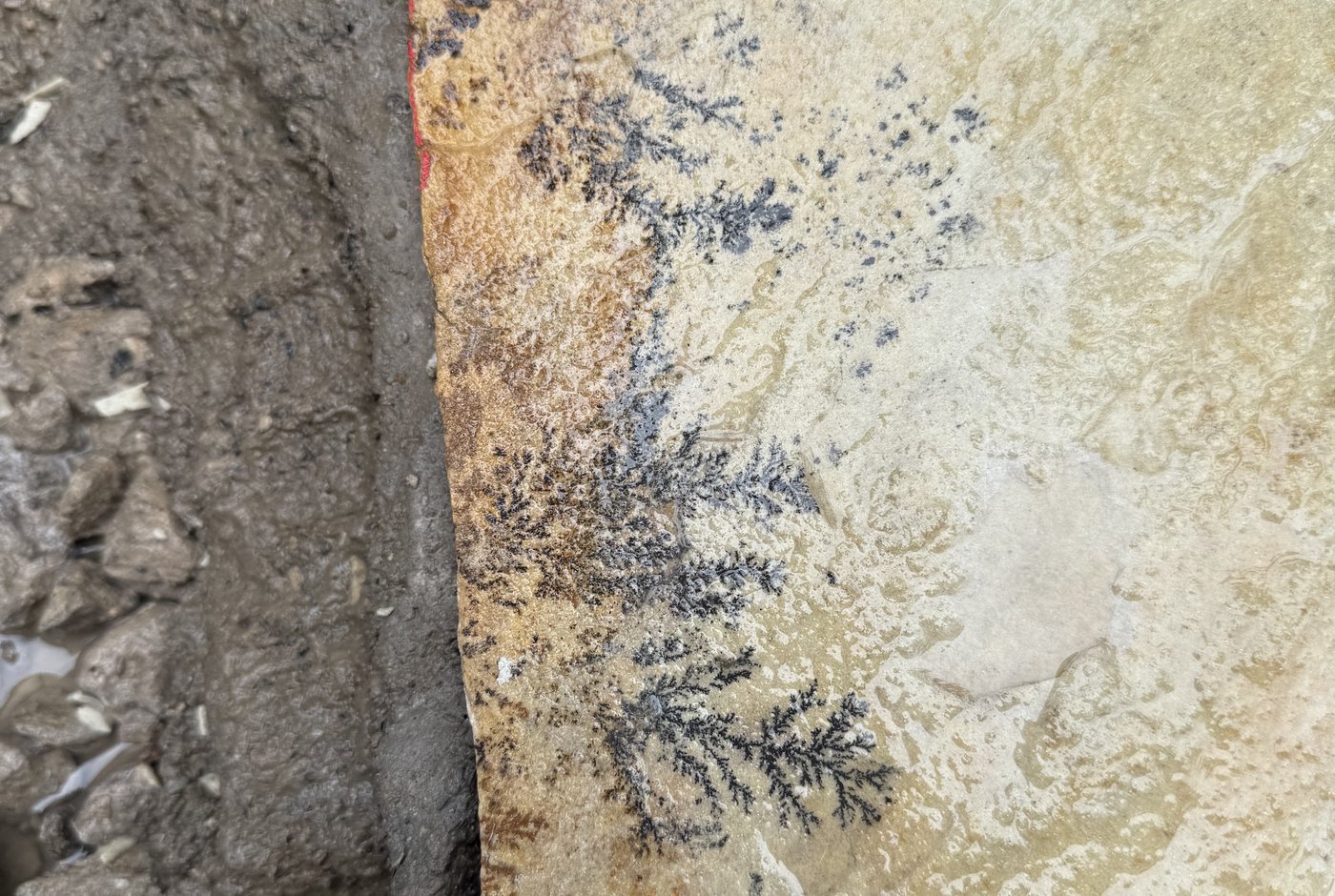 Dendritic fossil detail in Yorkshire sandstone slab
