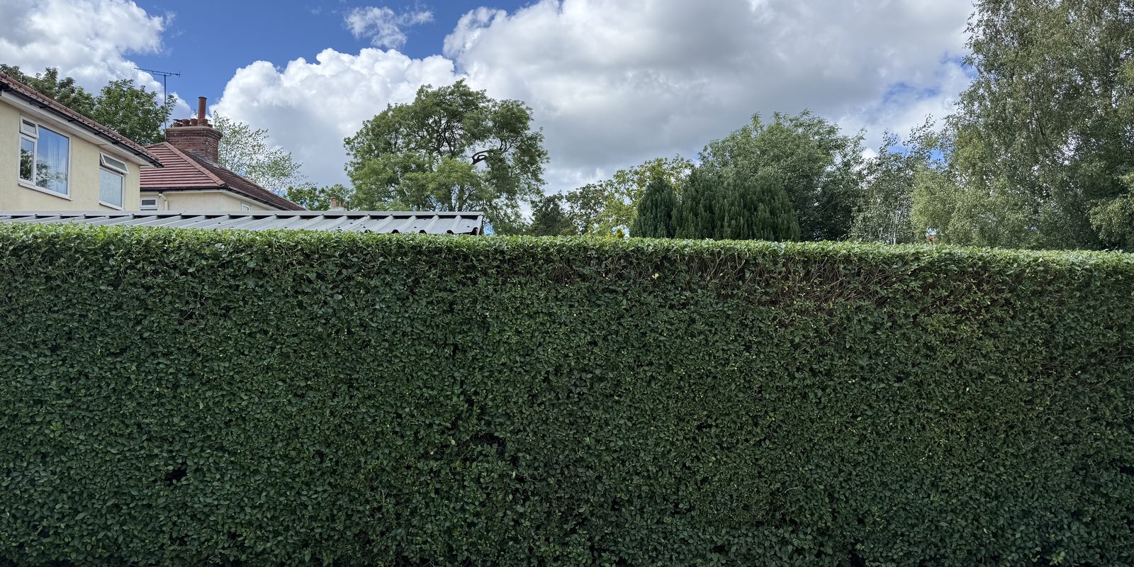 Estate beech hedge Harrogate